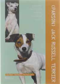 Jack Russel Terrier