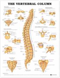 The Vertebral Column Anatomical Chart