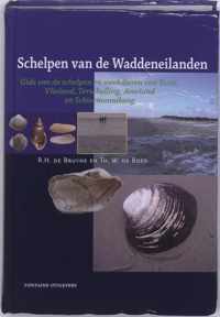 Schelpen van de waddeneilanden