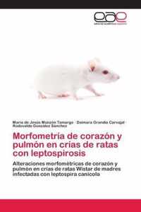 Morfometria de corazon y pulmon en crias de ratas con leptospirosis