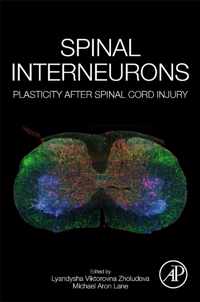 Spinal Interneurons