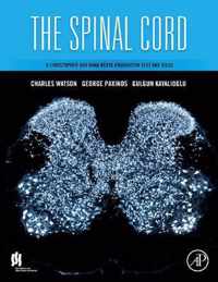 The Spinal Cord