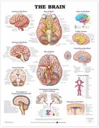 The Brain Anatomical Chart