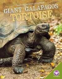 Giant Galapagos Tortoise