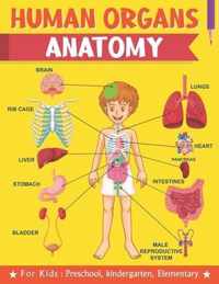 Human Organs Anatomy For Kids Preschool kindergarten Elementary