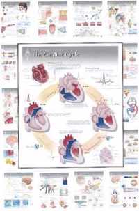 Complete Set of All 20 Physiology Charts