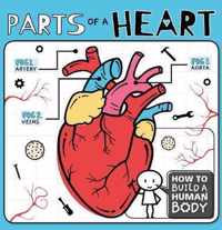 Parts of a Heart