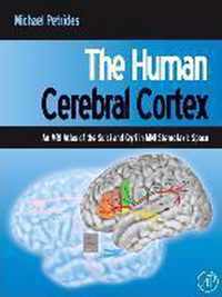 The Human Cerebral Cortex