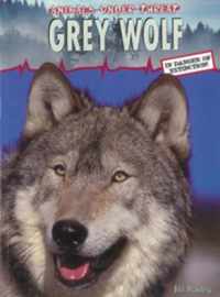 Grey Wolf