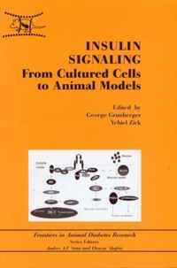 Insulin Signaling