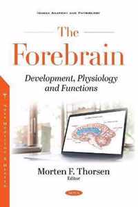 The Forebrain