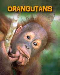 Orangutans