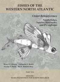 Order Beloniformes: Needlefishes, Sauries, Halfbeaks, and Flyingfishes