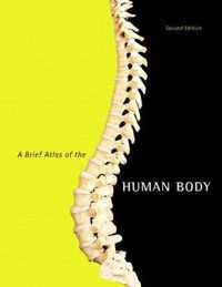 Brief Atlas Of The Human Body