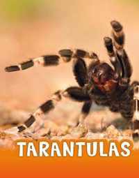 Tarantulas