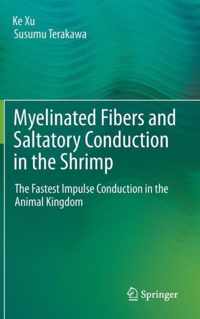Myelinated Fibers and Saltatory Conduction in the Shrimp