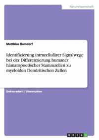 Identifizierung intrazellularer Signalwege bei der Differenzierung humaner hamatopoetischer Stammzellen zu myeloiden Dendritischen Zellen