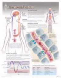 Hormonal Action Laminated Poster