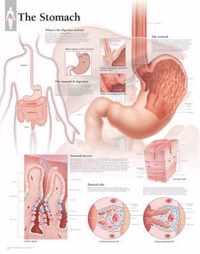 Stomach Paper Poster