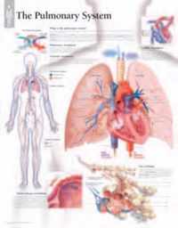 Pulmonary System Paper Poster