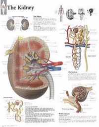 Kidney Paper Poster