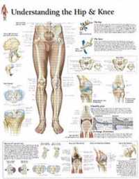 Understanding the Hip & Knee Laminated Poster