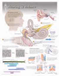 Hearing & Balance Laminated Poster