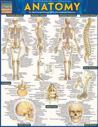 Anatomy - Reference Guide (8.5 x 11)