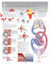 Blood & Blood Pressure Laminated Poster