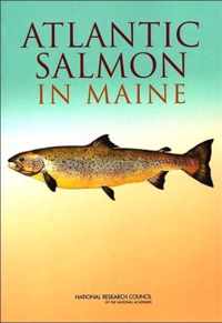 Atlantic Salmon in Maine