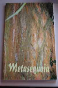 Metasequoia