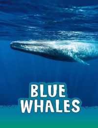 Blue Whales