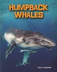 Humpback Whales