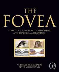 The Fovea